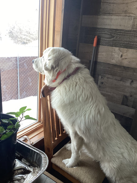 Dog, horses to chickens salve balm healing